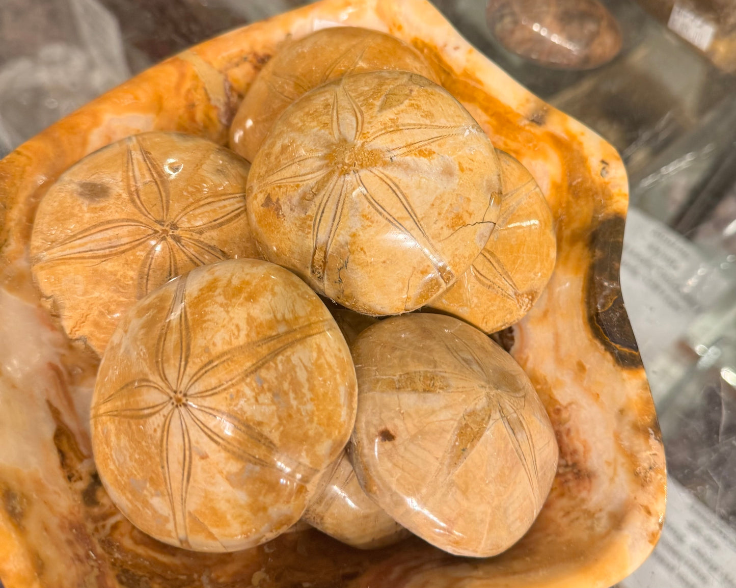 Polished Sand Dollar Fossil