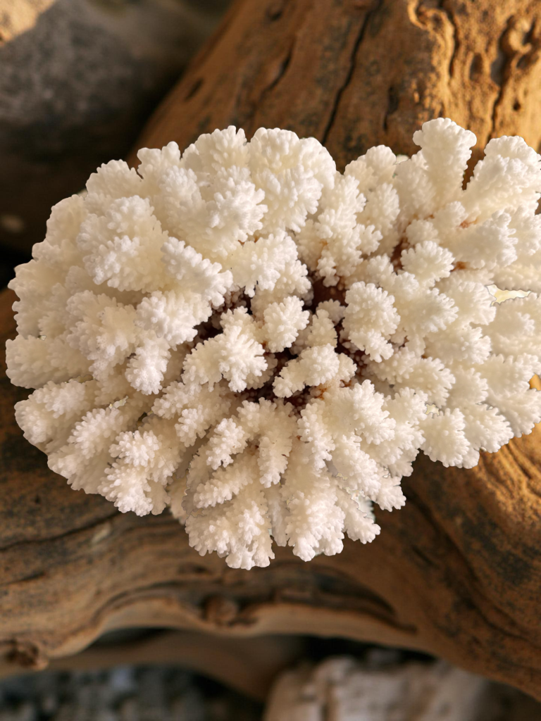 Natural Brown Stem Cluster Coral – Coastal Decor Accent