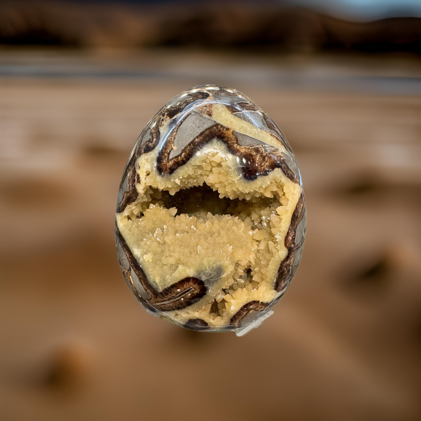 Egg-Shaped Septarian Fossil