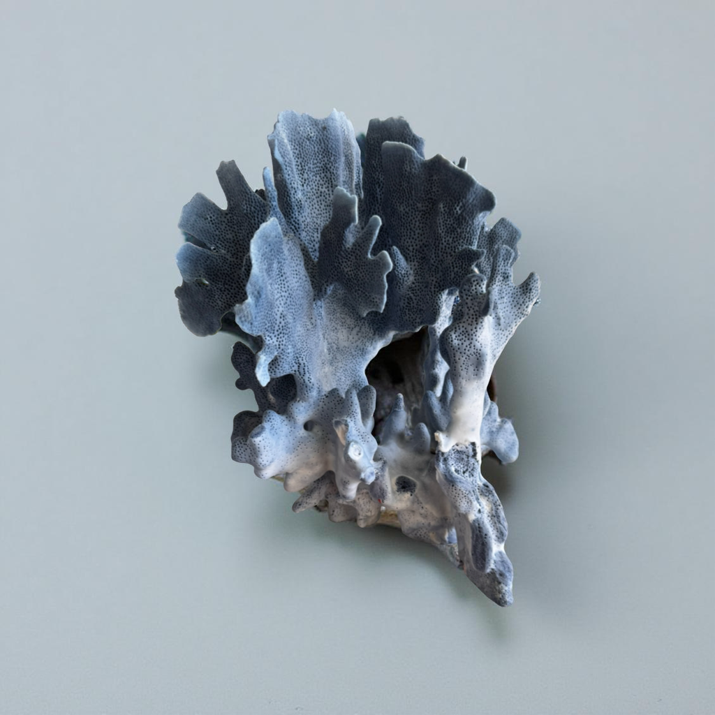 Authentic Solomon Islands Blue Coral – 11” Natural Ocean Sculpture