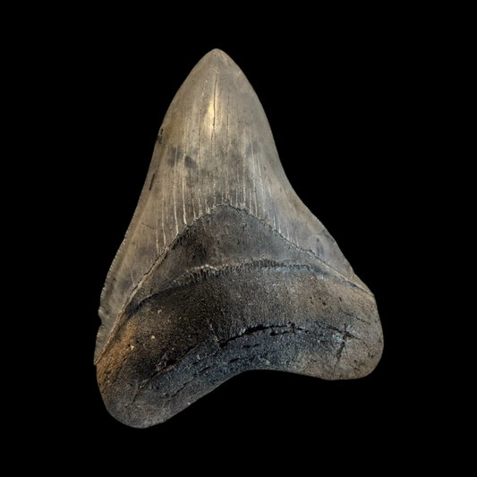 3-16 Million Year Old 5 Inch Megladoon Tooth