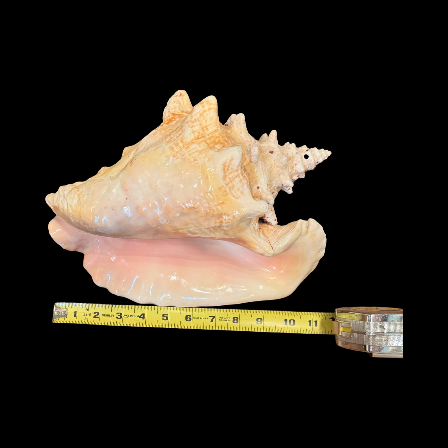 🌸 Queen Conch Shell – Large Caribbean Pink Beauty | 11–12” Display Shell