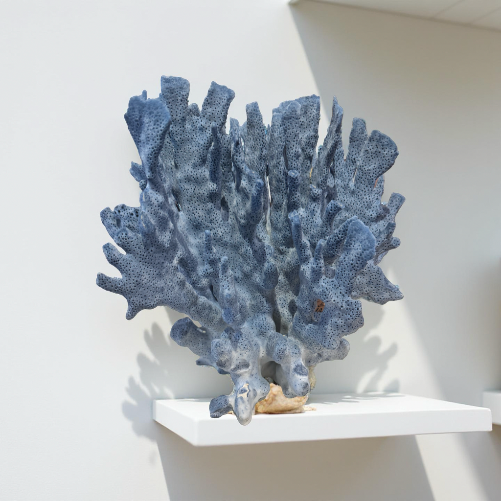 Blue Coral Fan – Solomon Islands (8–10”)