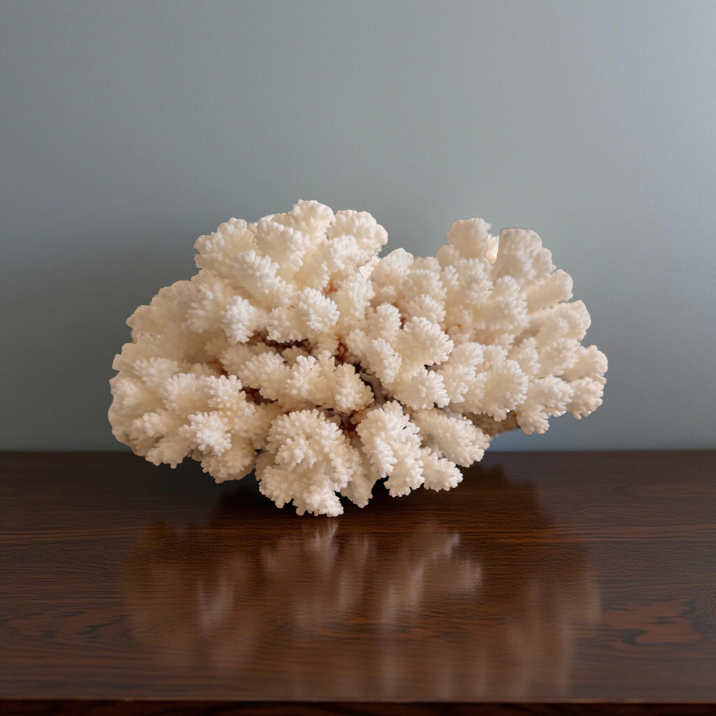 Natural Brown Stem Cluster Coral – Coastal Decor Accent