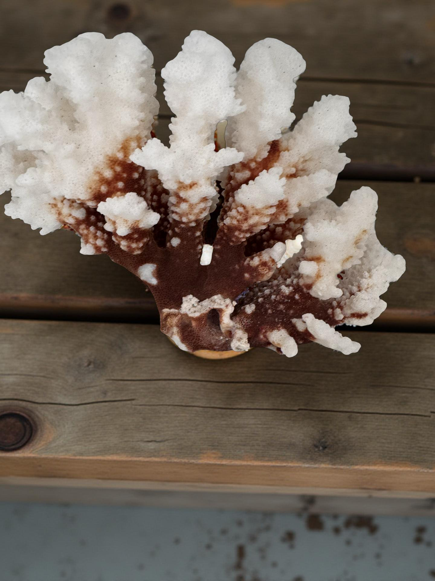 🟤 BROWN-STEM STONY CORAL (Approx. 6”) "In-Store Purchase Only"