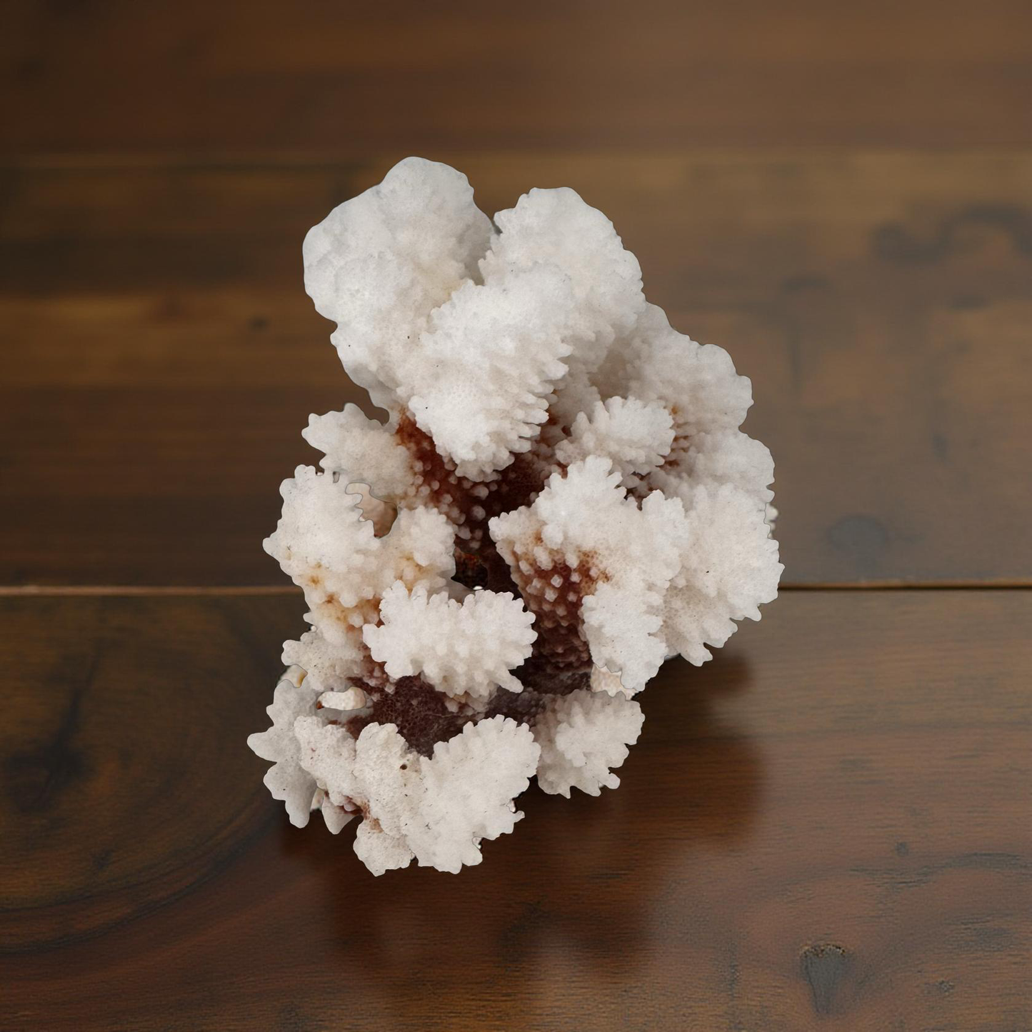 🟤 BROWN-STEM STONY CORAL (Approx. 6”) "In-Store Purchase Only"