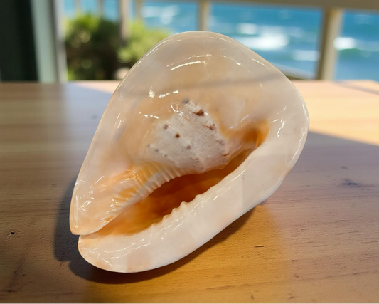 Queen’s Helmet Shell – Natural Coastal Elegance