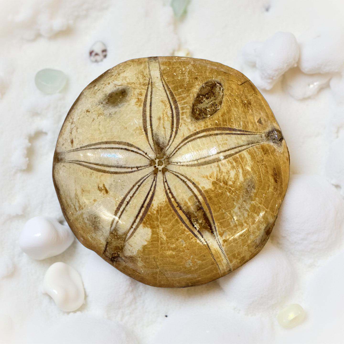 Polished Sand Dollar Fossil