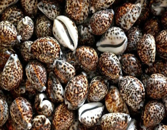 Polished Brown Tiger Cowrie Shells 3-4 inches