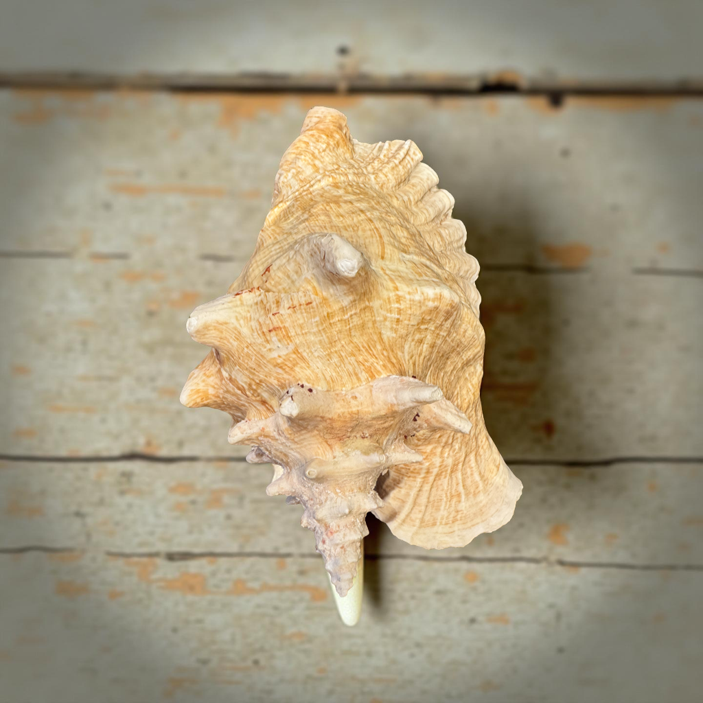 🌸 Queen Conch Shell – Large Caribbean Pink Beauty | 11–12” Display Shell